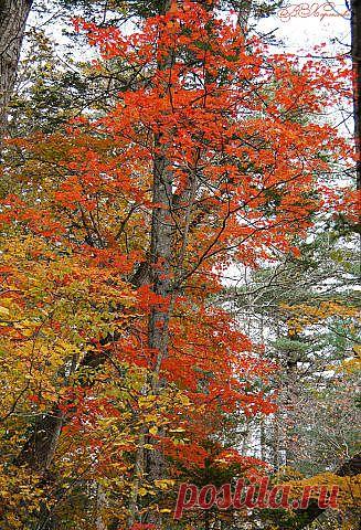 Осень в Приморье