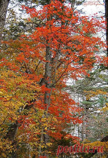 Осень в Приморье