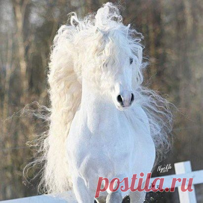 Красавица!