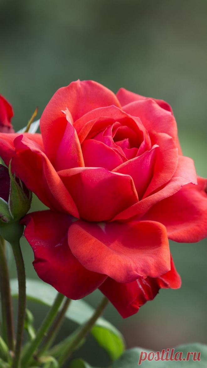 Красная роза