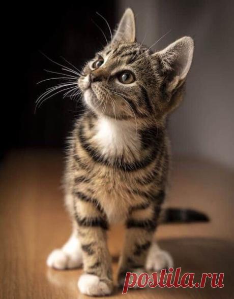 Pinterest