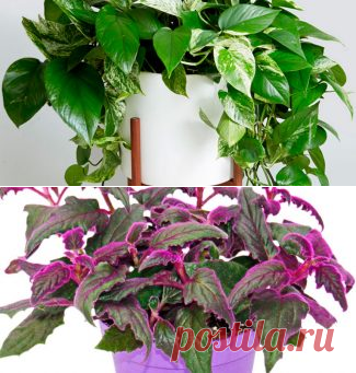 Каталог ампельных комнатных растений с фото и названиями