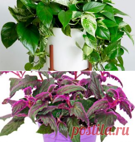 Каталог ампельных комнатных растений с фото и названиями