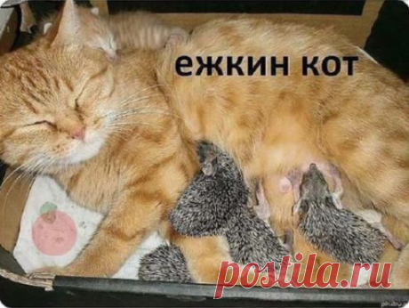 Интернет магазину СРОЧНО требуются координаторы. Главная обязанность - реклама в сети. Работа удаленная, можно без опыта. Занятость 2-3 часа в день. Обучение бесплатное. З/плата на расч. счет в банке. За подробностями обращайтесь в сообщении. Отвечу всем.