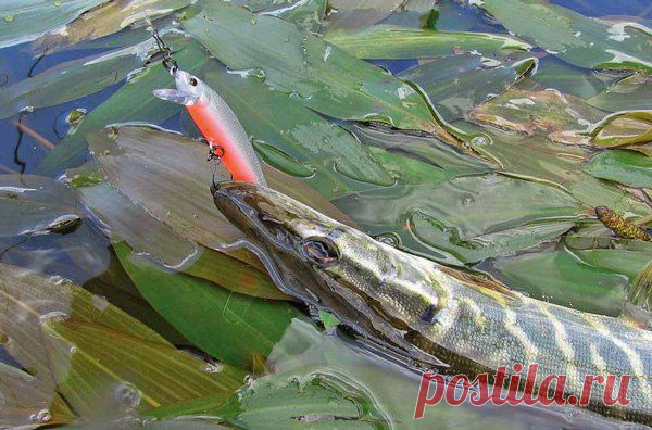 ЭЛЬДОРАДО ДЛЯ ХИЩНИКА или БОЛОТО ДЛЯ С / Богатая добыча