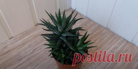 Хавортия полосатая
Забавный маленький суккулент с хищным окрасом очень вынослив и неприхотлив.