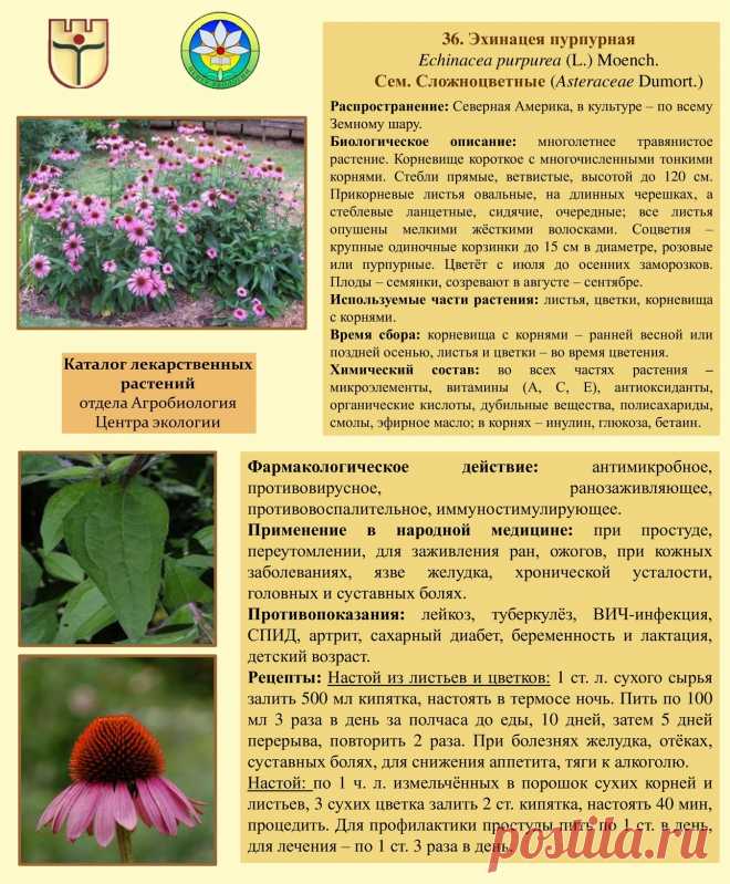 Эхинацея пурпурная