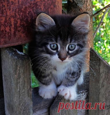 Василёк — «Котёнок на заборе» на Яндекс.Фотках