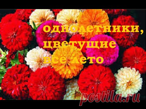 Однолетники цветущие все лето. Посев неприхотливых однолетников.

= Сегодня мы будем сеять крупноцветковую цинию, бархатцы, маттиолу двурогую и портулак.