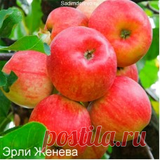 Купить Саженцы Яблони сорта Эрли Женева в Москве, Подмосковье | Цена, отзывы на сайте интернет магазина
