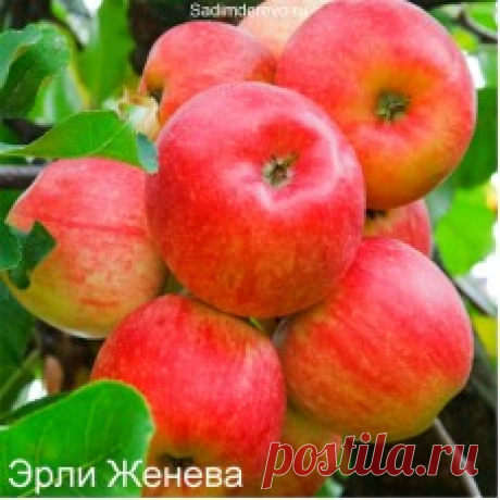 Купить Саженцы Яблони сорта Эрли Женева в Москве, Подмосковье | Цена, отзывы на сайте интернет магазина