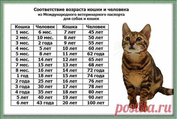 Как определить возраст кошки по человеческим меркам