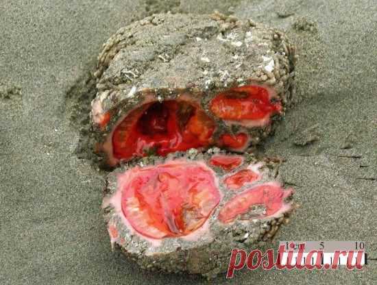 Живые камни Pyura Chilensis | ВЗГЛЯНИ НА МИР С ИНТЕРЕСОМ