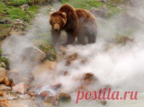 Обжигают ли медведи лапы в гейзерах? Каждый год Долина гейзеров и кальдера вулкана Узон, находящиеся в Кроноцком заповеднике, берут дань со своих посетителей ожогами.
