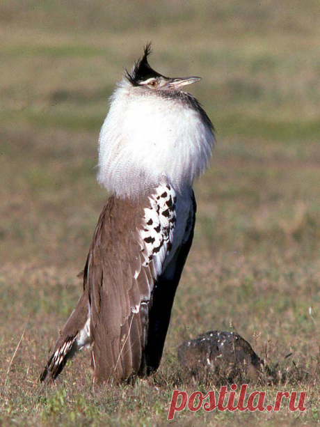 дрофа птица фото: 21 тыс изображений найдено в Яндекс.Картинках