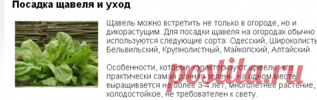 Посадка щавеля и уход