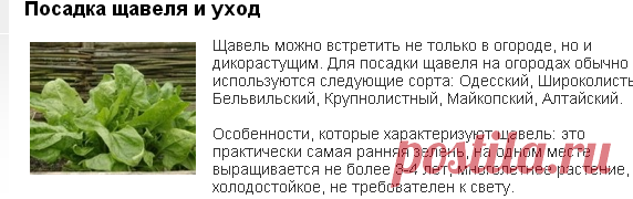 Посадка щавеля и уход