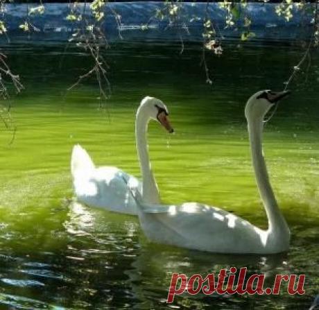 О БРАКЕ И СЕМЕЙНОЙ ЖИЗНИ - ИМПЕРАТРИЦА АЛЕКСАНДРА ФЕОДОРОВНА РОМАНОВА