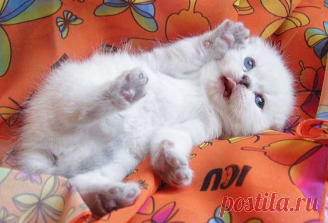 котята питомника Кларисскэтс