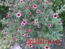 (40) Одноклассники