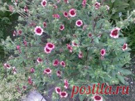 (40) Одноклассники