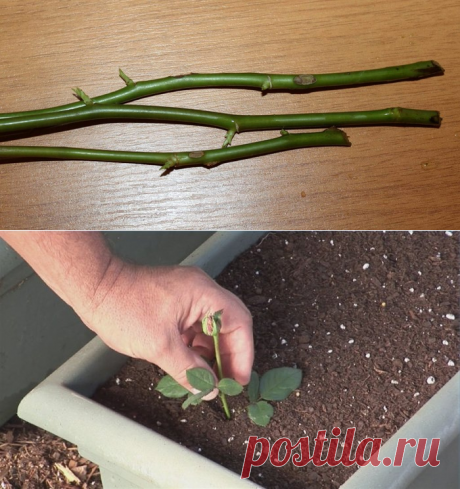 ВЫРАЩИВАЕМ РОЗЫ ИЗ ЧЕРЕНКОВ.