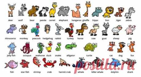 Экзотические животные
alligator — аллигатор 
antelope — антилопа 
bear — медведь 
camel — верблюд 
chimpanzee — шимпанзе 
crocodile — крокодил 
elephant — слон 
emu — эму 
giraffe — жираф 
gorilla — горилла 
hippo (сокращённо от hippopotamus) — гиппопотам 
kangaroo — кенгуру 
leopard — леопард 
lion — лев 
monkey — обезьяна 
ostrich — страус 
panda — панда 
penguin — пингвин 
polar bear — белый медведь 
reindeer — северный олень 
rhino (сокращённо от rhinoceros) — носорог 
snake — змея 
tiger —