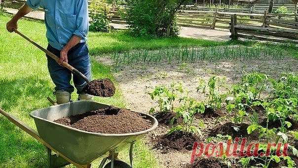 ПОДКОРМКИ ДЛЯ ОГОРОДА
Сохраните, чтобы не потерять!

Многие считают, что самая лучшая подкормка – это коровяк. Мол, это – природное удобрение, а значит, в нем есть все, что нужно растениям. 
Но это утверждение справедливо лишь отчасти. В коровяке много азота, а вот других элементов питания нет. Как исправить этот дисбаланс? 
Конечно же, с помощью минеральных удобрений. Подкормки «минералкой» могут быстро устранить дефицит питания. Но нужно научиться определять по некоторым...