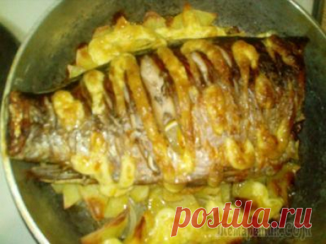Как приготовить сазана в духовке, пальчики оближешь, как вкусно и просто