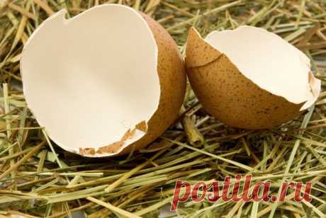 Десять поводов не выбрасывать яичную скорлупу - KitchenMag.ru