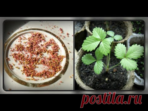 Сеем семена клубники!!  Зачем, когда и как ??