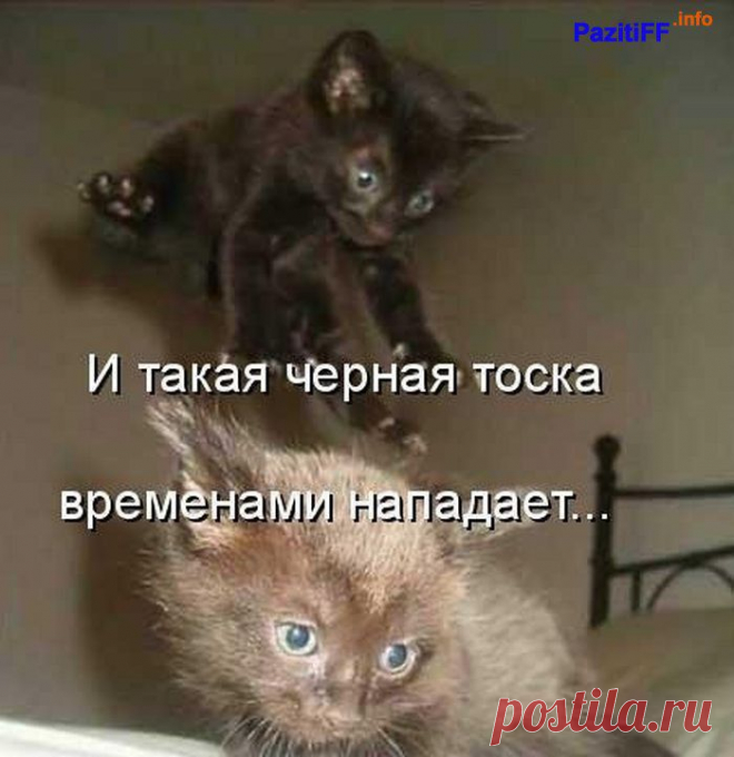 Забавные животные