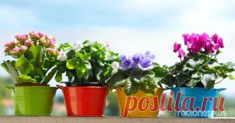 ЦВЕТОЧНЫЕ ПРИМЕТЫ