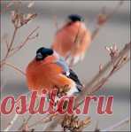 Цветочные часики с календарем + код