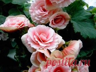 Бегония - уход и содержание

Семейство бегониевых. Родиной более 1000 видов этого единственного в семействе рода являются Средняя и Южная Америка, а также Юго-Восточная Азия, где их можно встретить в субтропических и тропических районах. Название рода Бегония (Begonia) происходит от фамилии большого любителя и собирателя растения М. Бегона, жившего в 17 веке в Санто-Доминго.
Показать полностью…