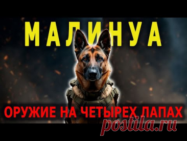 Собака, Которой Под Силу Всё! Овчарка Для Спецназа I Собаковедение
