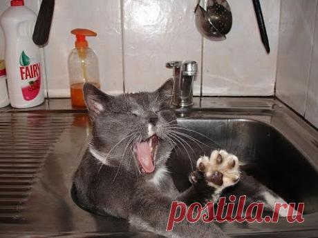 Кошачья перекличка #Прикольное видео про кошек #Приколы с кошками #Funny cats - YouTube