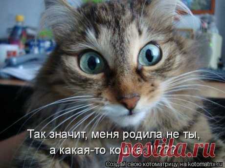 Котоматрица: Лучшие за всё время