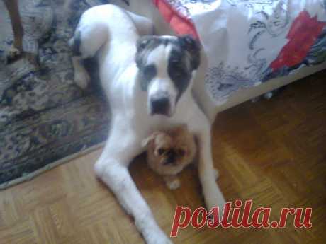 Вот такая дружба крепкая)))