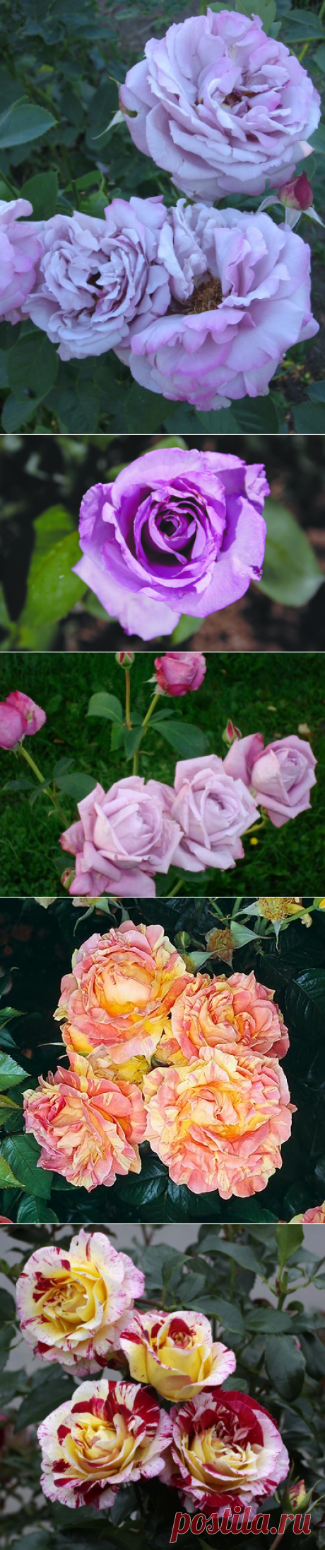 РЕДКИЕ И ЭКСТРАВАГАНТНЫЕ СОРТА РОЗ — 6 соток