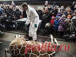 Директор-живодер датского зоопарка получает угрозы