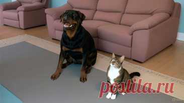 Подмена - OGADANIE.RU