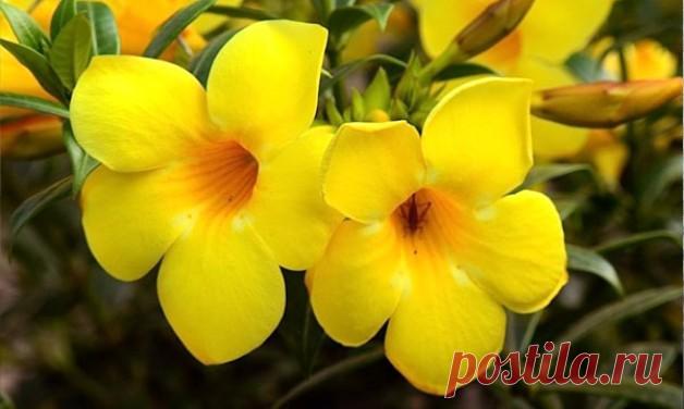 Уход за алламандой