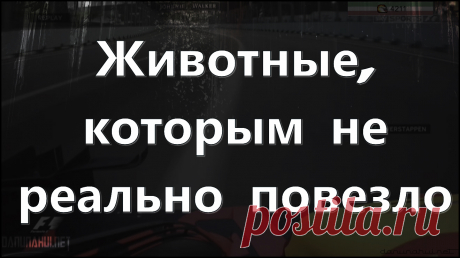 Животные, которым не реально повезло У животных как и у людей также бывают дни, когда они были на грани гибели но все таки выжили. В этом видео мы рассмотрим когда животным реально повезло.