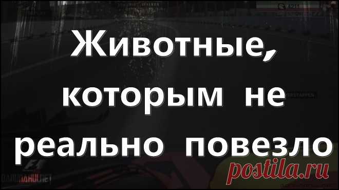 Животные, которым не реально повезло У животных как и у людей также бывают дни, когда они были на грани гибели но все таки выжили. В этом видео мы рассмотрим когда животным реально повезло.