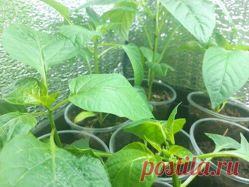 «Усилить мощный рост корней»: рассказываю, какое копеечное средство я применяю для своей рассады в этот период (не подкормка) | Уральский Садовод | Яндекс Дзен