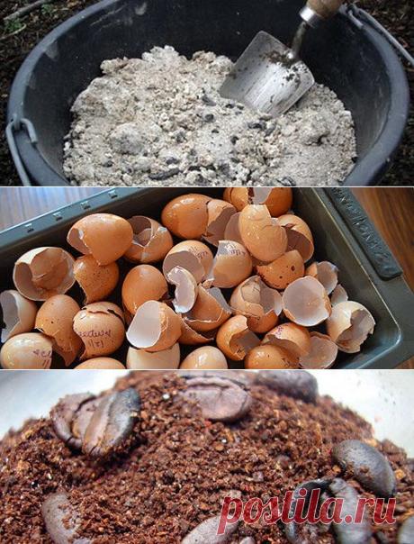 ПОДКОРМКА    ЦВЕТОВ