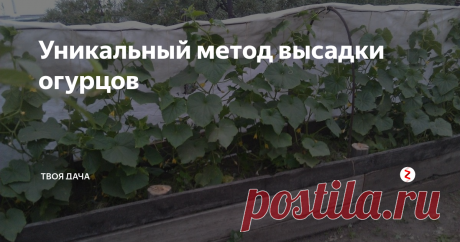 Уникальный метод высадки огурцов Существует множество вариантов выращивания огурцов, имеющие свои достоинства и недостатки. Одним из наиболее эффективных, является выращивание культур в пластиковых емкостях.
Берем 5 л емкости из-под воды, удаляем верхнюю часть и дно, на несколько сантиметров прикапываем в грунт, наполняем смесью торфа, древесной золы и огородной земли. До краев нужно оставить 5 см. По периметру грядок монтируется