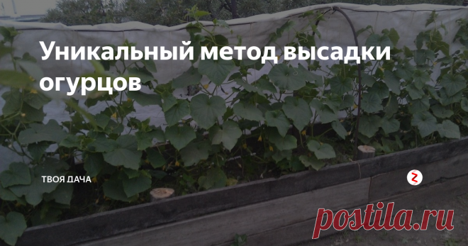 Уникальный метод высадки огурцов Существует множество вариантов выращивания огурцов, имеющие свои достоинства и недостатки. Одним из наиболее эффективных, является выращивание культур в пластиковых емкостях.
Берем 5 л емкости из-под воды, удаляем верхнюю часть и дно, на несколько сантиметров прикапываем в грунт, наполняем смесью торфа, древесной золы и огородной земли. До краев нужно оставить 5 см. По периметру грядок монтируется