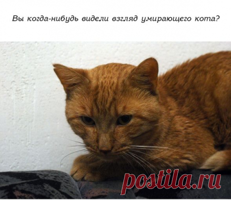 История одного доброго кота... | Все о наших питомцах